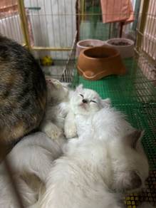 Mix American curl
