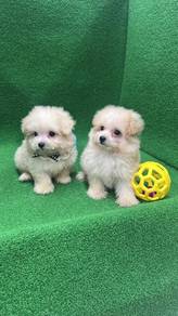 Pomeranian mix Poodle (2M) 博美混贵宾 泰迪 男生