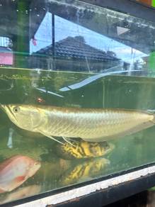 arwana silver 2kaki adult