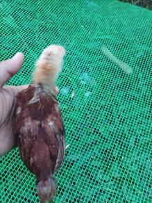 Anak Ayam Rode Island Red (RIR)