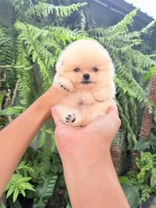 Pomeranian