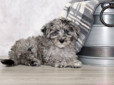 Maltipoo