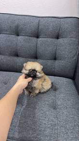 Mini Sized Male Pomeranian Puppy M-296