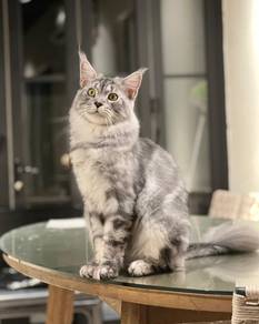 MALE Maine Coon for sale