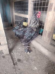ayam brama 