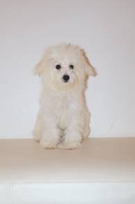 z13  Cute Poochon Dog