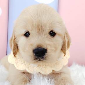 GOLDEN Retriever