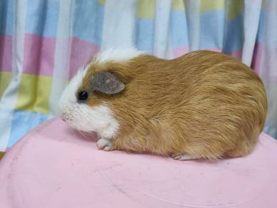 Guinea Pig