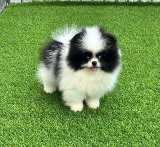 POMERANIAN PUPPIES A271 🌻 Sort of shine