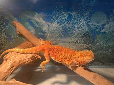 Bearded dragon