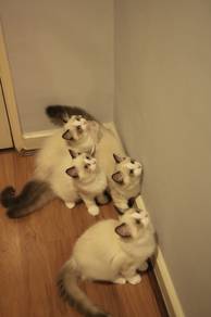 Ragdoll kitten /4 months old
