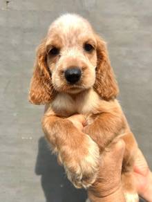 ENGLISH COCKER SPANIEL PUPPIES F383 🌻Female