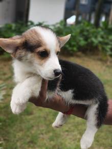 corgi puppies 