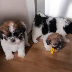 Shih tzu 