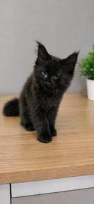 Black Mainecoon