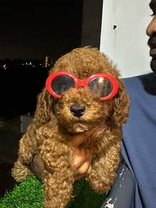 toy poodle 8