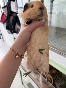 california guinea pig