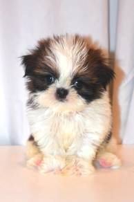 f48 Cute Shihtzu Puppy