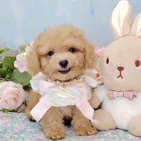 Toy Poodle