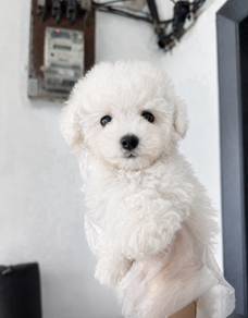 Maltipoo