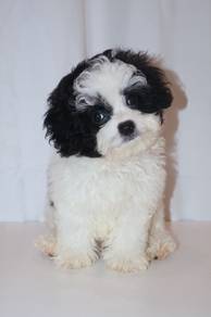 J0392 Shihpoo Sweet Face Big Eyes Fluffy Puppy