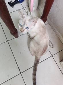 kucing