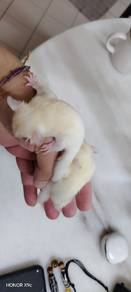 Sugar Glider