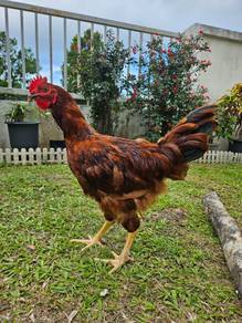 Ayam Muda RIR JANTAN