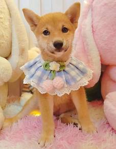 Shiba