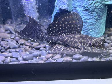 common pleco