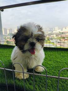 shihtzu&&&