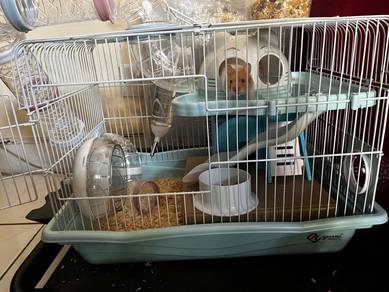 A Pair of Syrian Hamster with Cage & Food +Baby