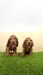 Cocker spaniel english red color