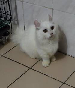 munchkin curl