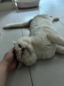 BSH Silver Shaded