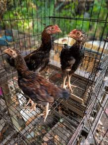 LETGO Anak Ayam Kampung