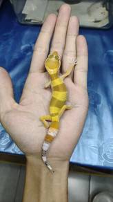 Leopard Gecko