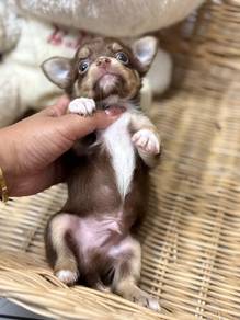 apple head Chihuahua 12