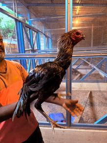Ayam Asli (Ayam Aseel XXL)