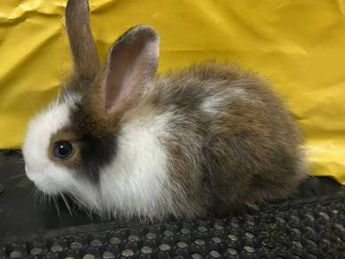 Mixed Breed Rabbit