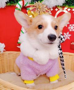 Welsh Corgi