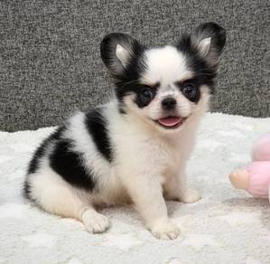 CHIHUAHUA PUPPIES 179 🌷Head Apple Bonnie Dog