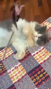 Persian Cat mating service
