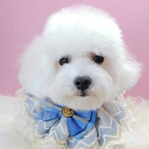 bICHON Frise