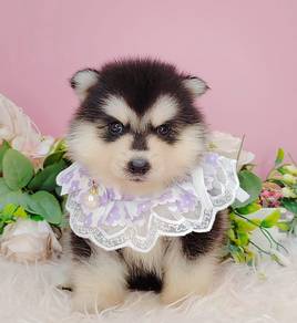 Pomsky