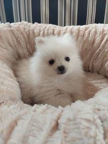 Irresistible Pomeranian small cute puppy Dog