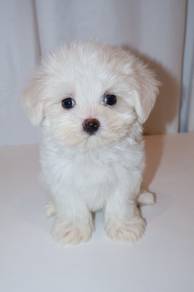 J0428 Maltese Little Teddy Puppy