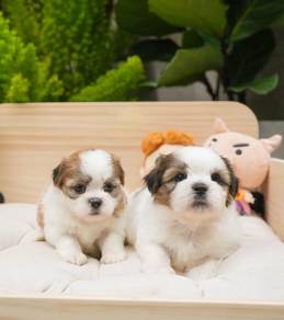 Shih Tzu