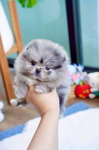 Merlin color Pomerinian 