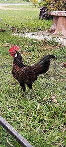 ayam hutan LP